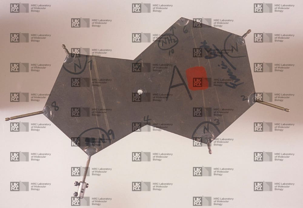 Metal molecular model of nucleic acid base adenine, with numbered atoms and chemical groups with LMB logo watermark overlay.