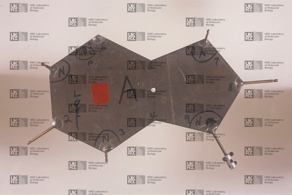 Metal molecular model of nucleic acid base adenine, with numbered atoms and chemical groups with LMB logo watermark overlay.