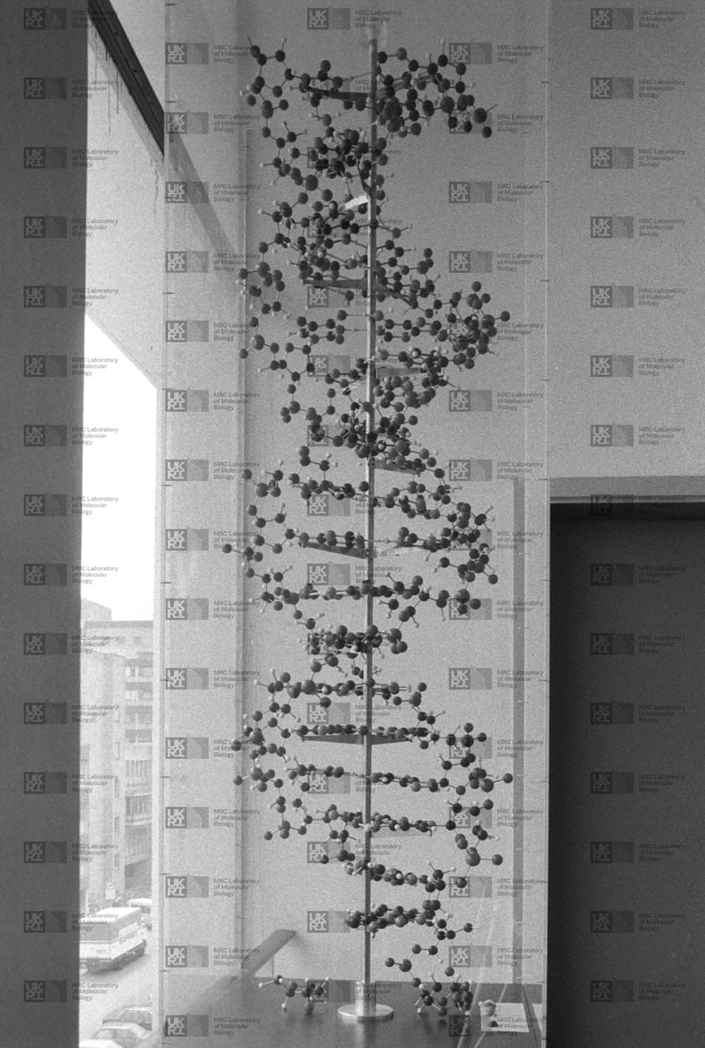 Large ball-and-spoke DNA model in a display case with LMB logo watermark overlay.