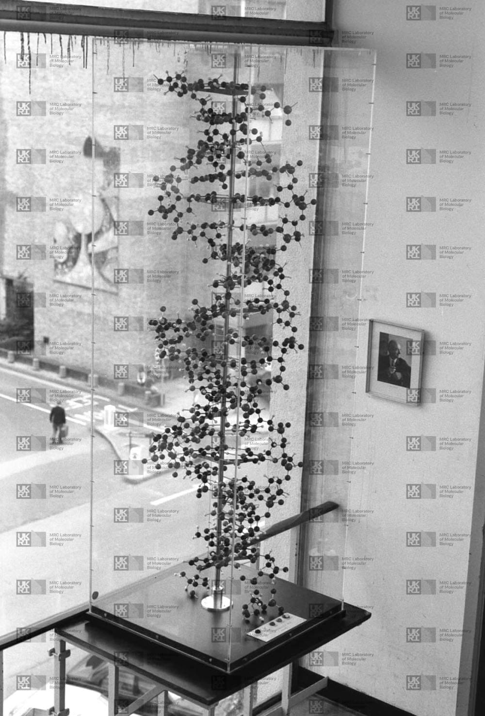 Tall ball-and-spoke model of a double helix in a transparent case, displayed indoors with a street scene visible outside with LMB logo watermark overlay.