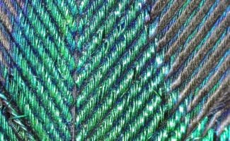 Close shot of teal feather microstructure revealing interlocking barbs and iridescent barbules.
