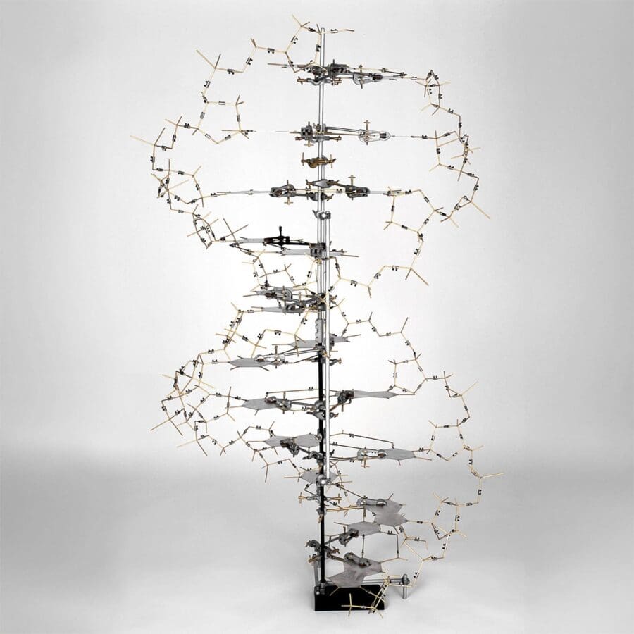 Detailed physical model of the DNA double helix, revealing its two sugar-phosphate backbones spiraling around a central axis, linked by base pairs.