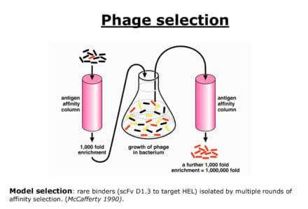 Diagram of phage selection