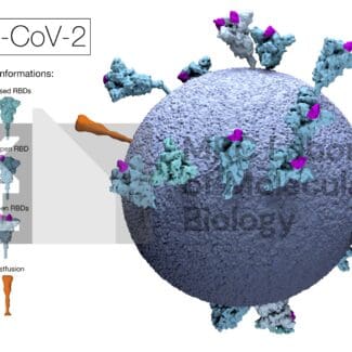 SARS-CoV-2 virus particle with surface spike proteins; inset shows spike protein receptor-binding domain (RBD) conformations: closed, open, and postfusion with overlay of MRC LMB logo watermark.