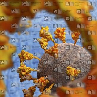 SARS-CoV-2 virion with multiple spike glycoproteins (yellow) embedded in its textured grey lipid envelope with overlay of MRC LMB logo watermark.