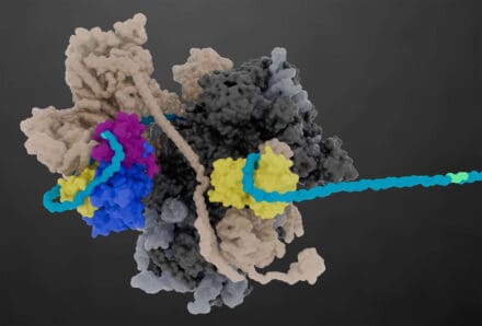 A still from an animation of eukaryotic translation initiation. The still shows the mRNA in blue, reeled in by the yellow initiation factor eIF4A-1 in the large 48S ribosomal initiation complex.