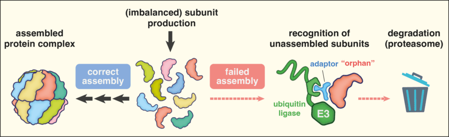 Pathway illustrating that correct assembly of individual subunits results in a complete assembled chaperonin complex, whereas failed assembly results in an orphan subunit which is recognised by the adaptor ZNRD2 and the ubiquitin ligase HERC2 before being degraded by the proteasome.