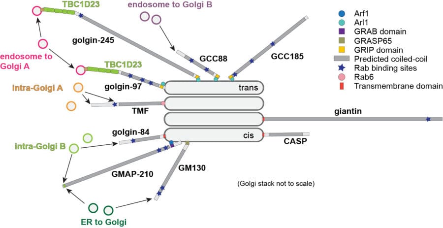 A Golgi stack surrounded by golgin proteins capturing different vesicles