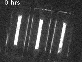 Timelapse video shows populations of fibroblast cells, cultured in microfluidic devices, that luminescence with an approximately 24 hour rhythm because the firefly luciferase gene has been fused with a clock gene called Period2.