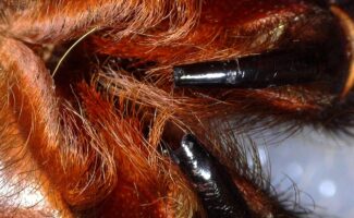 Tarantula skin
