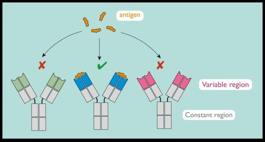 Diagram showing antigen and variable region