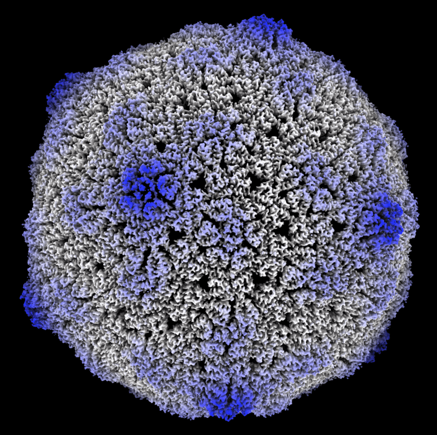 Atlas virus particle