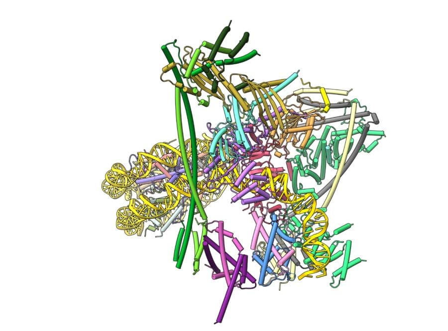 3D molecular structure of a large ribonucleoprotein complex, showing multi-colored protein subunits (ribbons) and yellow RNA helices.