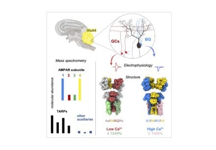 Schematic illustrating the organisation of AMPA receptors in the cerebellum