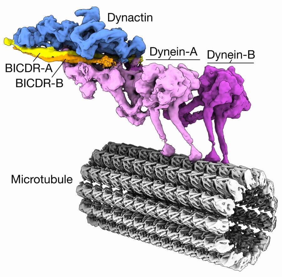 Molecular motor complex of Dynein, Dynactin, and BICDR proteins attached to a microtubule, illustrating intracellular transport machinery.