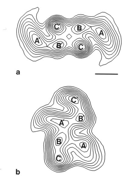 Contour maps of Alzheimer filaments