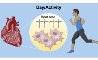 Heart rate regulation during day activity, showing a heart, running person, elevated beat rate and cardiomyocytes with internal circadian clocks.