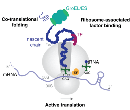 A nascent polypeptide chain emerges vectorially from the ribosome exit tunnel while sampling partially folded conformations and interacting with ribosome-associated factors including trigger factor (TF) and GroEL/ES. The figure illustrates the coupling between translation, co-translational folding, and chaperone engagement during biosynthesis.