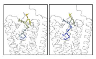 Protein structure prediction confidence for a specific region is improved when an active-state template is used.