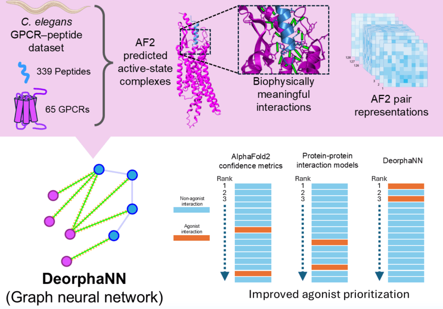 DeorphaNN utilizes AlphaFold2-predicted GPCR-peptide complexes and a graph neural network to enhance agonist prioritisation.