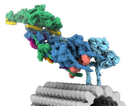 Cryo-EM structure of dynein/dynactin in the presence of the lysosomal cargo adaptor JIP3 and regulator LIS1