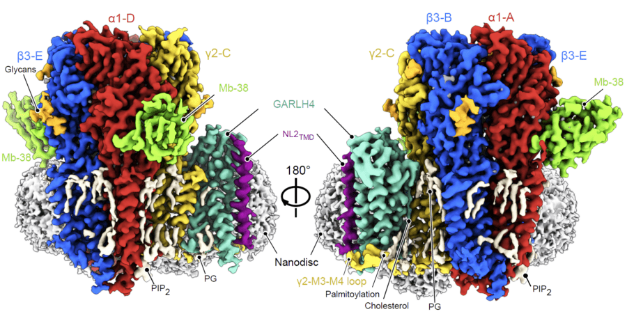 Surface representation of a multi-subunit receptor complex bound to accessory proteins GARLH4, NL2_TMD, and Mb-38 within a nanodisc.
