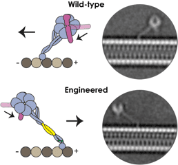 Wild-type dynein moves to the microtubule minus end, while an engineered version reverses direction to the plus end, shown by schematics and EM.