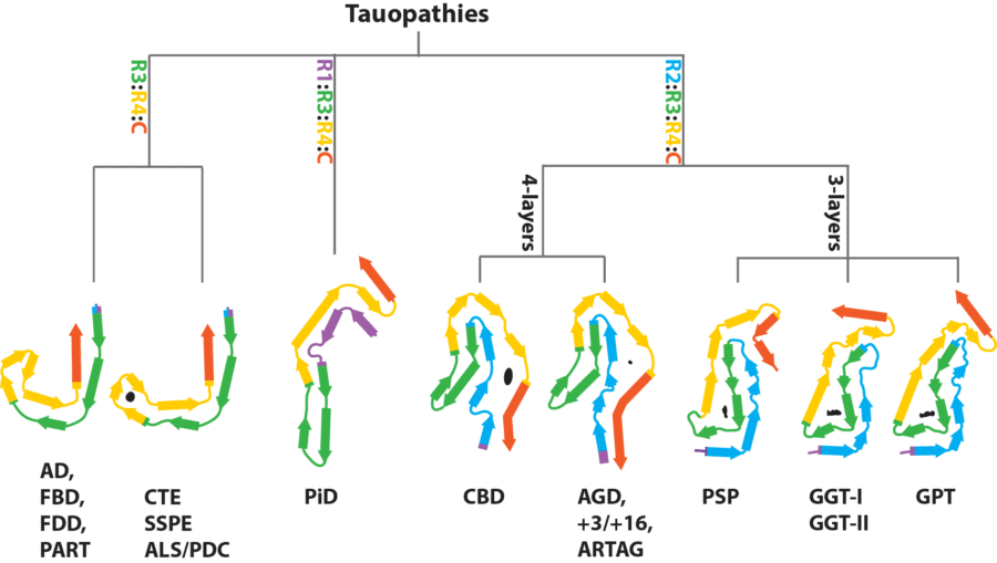 Tauopathies are classified by tau isoform composition (3R, 4R, mixed) and distinct fibril conformations, linking unique protein structures to various neurodegenerative diseases.