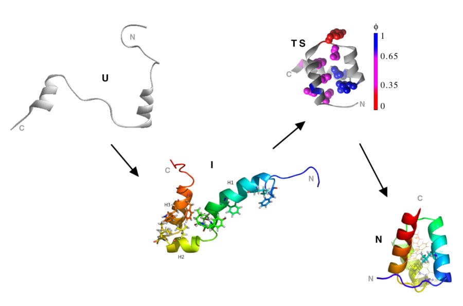 Folding of Engrailed Homeodomain from nano- to micro-seconds