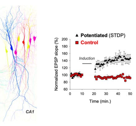 Confocal microscopy image of pyramidal neurons (left panel); electrophysiology data from these cells exhibiting synaptic potentiation (right panel)