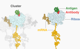 Molecular structures showing ribosomes translating mRNA with scFv antibodies binding antigens, presented as a single unit and in a cluster.
