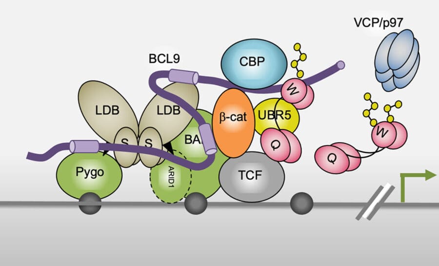Wnt/β-catenin transcriptional complex binds DNA, showing activation regulated by ubiquitination, VCP/p97, and other co-activators.