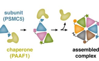 PAAF1 chaperone facilitates the assembly of PSMC5 subunits into a larger multi-subunit complex, then dissociates.