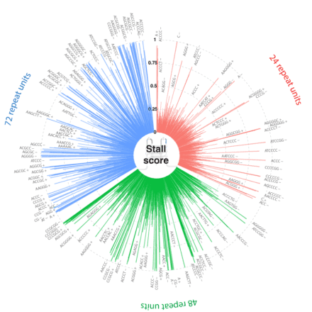 STR stalling of DNA synthesis
