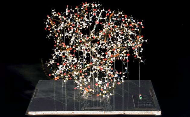 Macromolecular ball-and-stick model of whale myoglobin showing a dense complex of atoms and bonds.