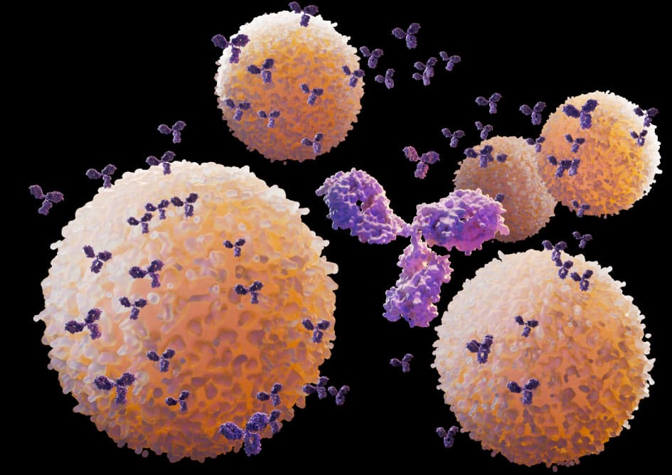 Immune cells interact with Y-shaped antibody molecules, depicting key components of the body's immune response.