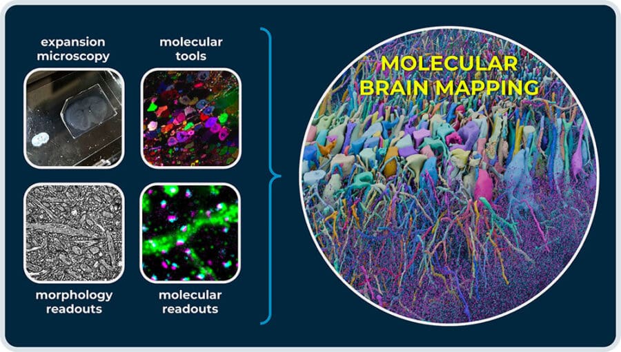 Four display items outline what constitutes “molecular connectomics.” First, expansion microscopy is represented by a photo of a mouse brain slice before and after expansion. Second, morphological readouts are represented by a microscopy image of neurons with pan-protein labelling. Third, molecular tools are represented by a compound microscopy image of neuronal barcodes. Fourth, molecular readouts are represented by a microscopy image of neuronal barcodes with pre- and post-synaptic markers. Finally, a 3D rendering of a reconstruction of barcoded neurons with synaptic markers acts as a representation of how these modules combine.