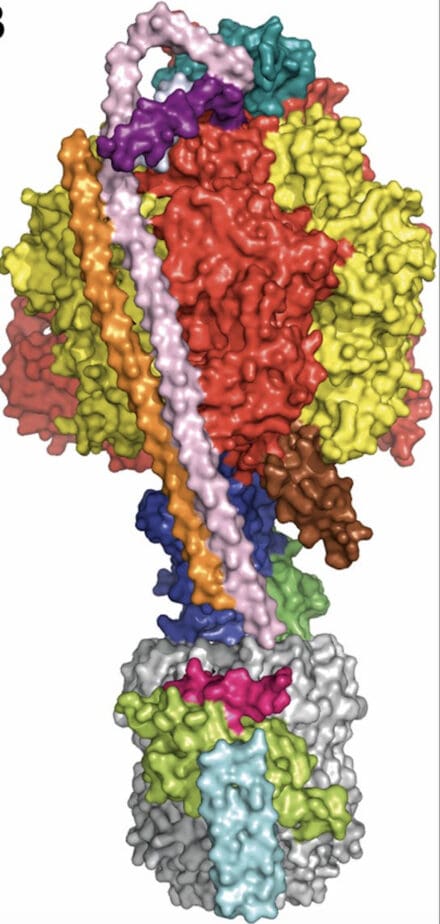 The figure shows a surface representation of the intact ATP synthase from the bacterium Paracoccus denitrificans. The upper component is an approximately spherical assembly of the alpha and beta subunits. The central stalk, which rotates during catalysis, protrudes from the base of this headpiece, and the foot of this stalk is coupled to a ring of c-subunits that resides in the bacterial membrane. The a-subunit packs against the ring of c-subunits in the membrane, and this interface forms the proton channel. Two alpha helical peripheral stalk subunits extend from the top of the c-ring to the top of the alpha/beta assembly