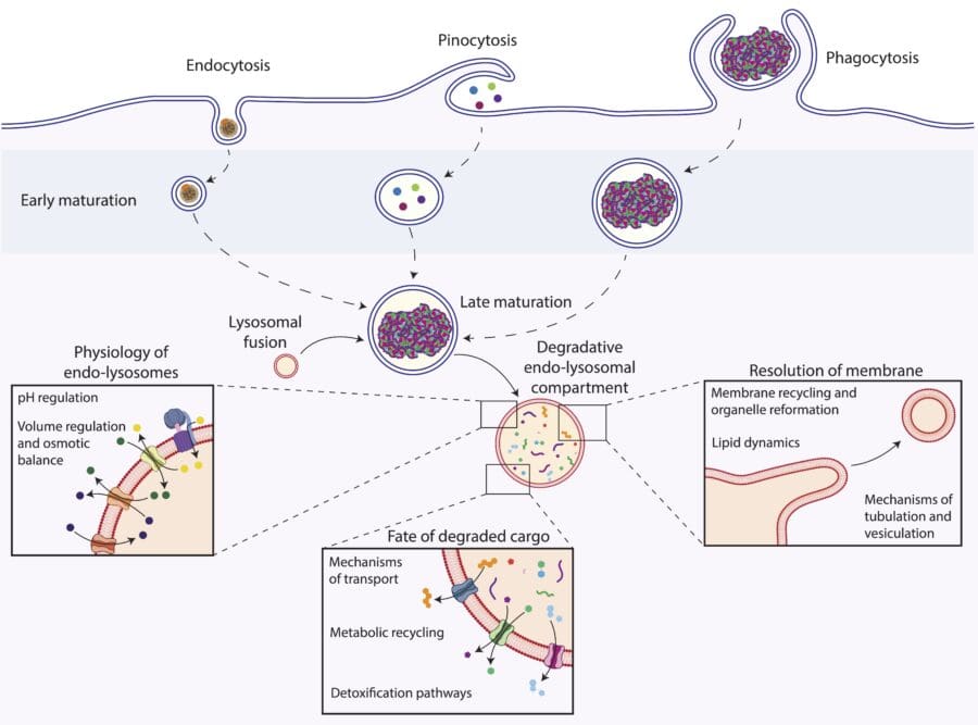 Schematic of a cell taking up materials through diverse modes of endocytosis
