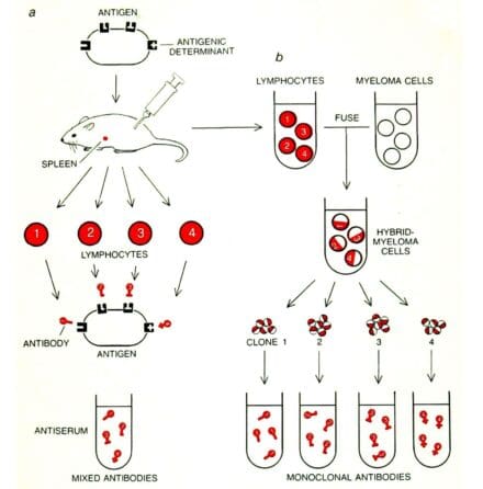 Diagram showing the production of monoclonal antibodies