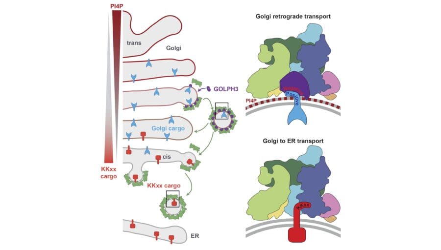 Golgi apparatus transport pathways for different cargo molecules, involving PI4P gradients and COPI coats for retrograde and ER retrieval.
