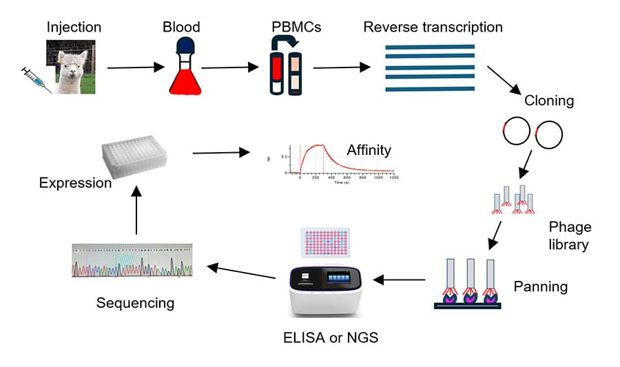 Nanobody generation methodology: alpaca immunization, blood processing, phage library construction, selection, sequencing, expression, and affinity validation.