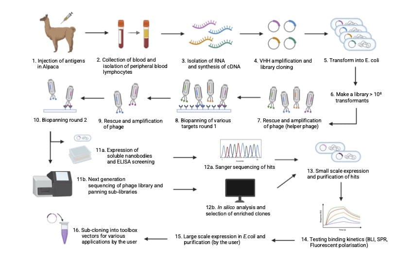 Nanobody discovery workflow detailing immunization, phage display, selection, sequencing and characterization for developing target-specific nanobodies.