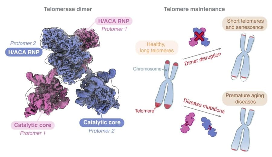 Structure of telomerase dimer with key catalytic codes and H/ACA RNPs highlighted with schematic illustrating how dimer disruption leads to shortened telomeres and disease mutations of the dimers causes premature ageing diseases
