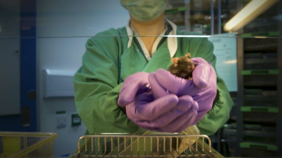 An animal technician wearing purple gloves holding a brown mouse in cupped hands