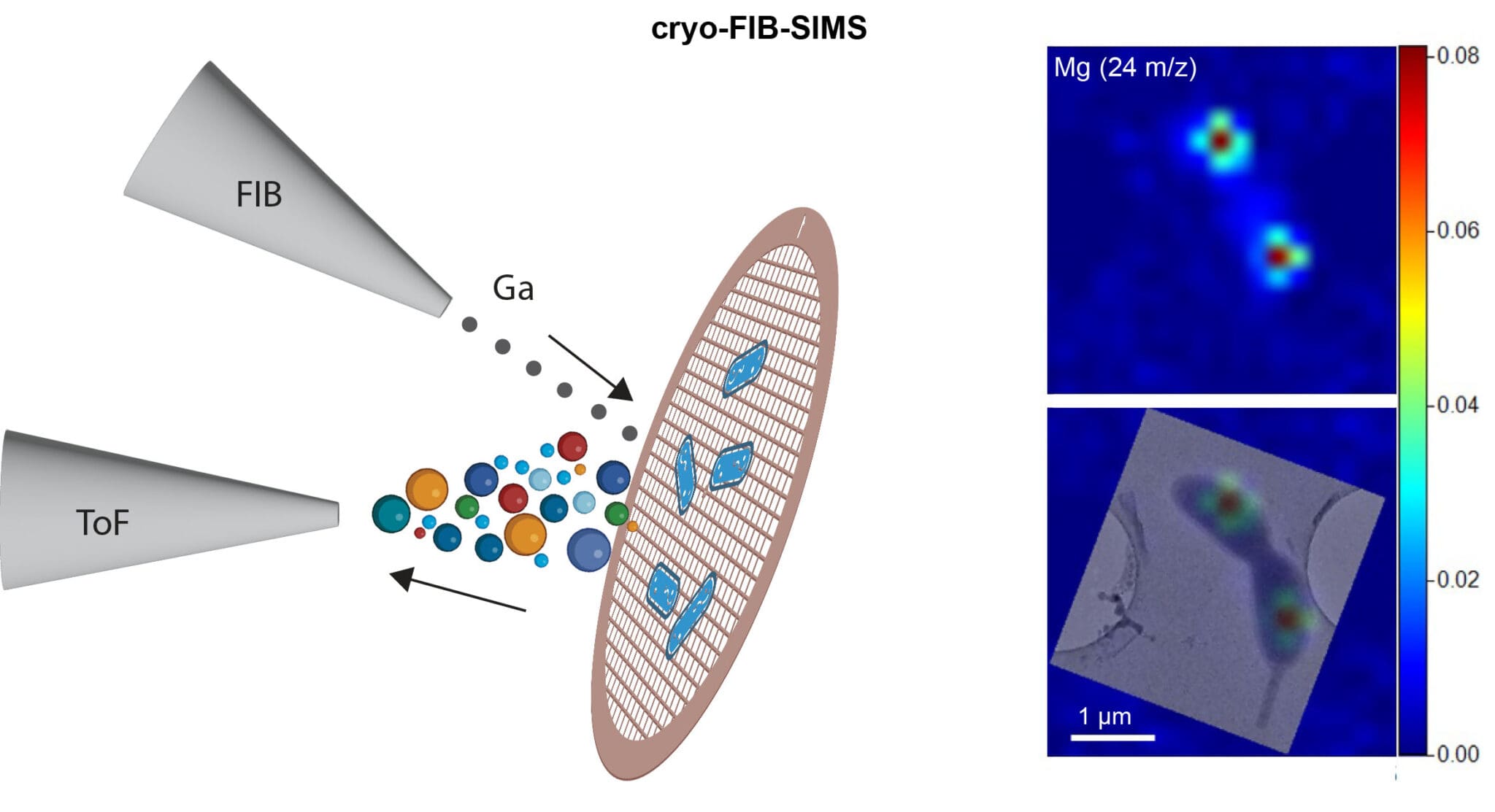 Imaging mass spectrometry adds the chemical dimension to cryo-EM | MRC ...