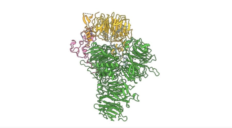 3D ribbon diagram showing a multi-subunit protein complex in green, yellow, and pink, revealing its intricate molecular architecture.