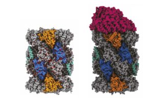Cryo-EM structures of the proteasome