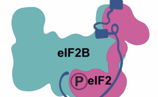 EIF2B, a teal-colored protein, binds to and is inhibited by phosphorylated eIF2 (p-eIF2), shown in magenta with a 'P' indicating phosphorylation.