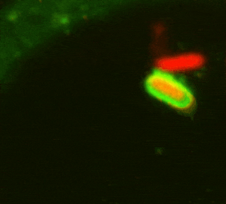 Fluorescent micrograph showing rod-shaped bacteria: one red, and another green with central yellow fluorescence.